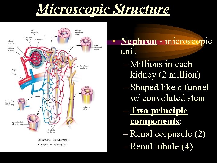 Microscopic Structure • Nephron - microscopic unit – Millions in each kidney (2 million)