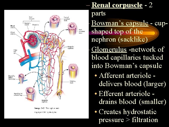 – Renal corpuscle - 2 parts – Bowman’s capsule - cupshaped top of the