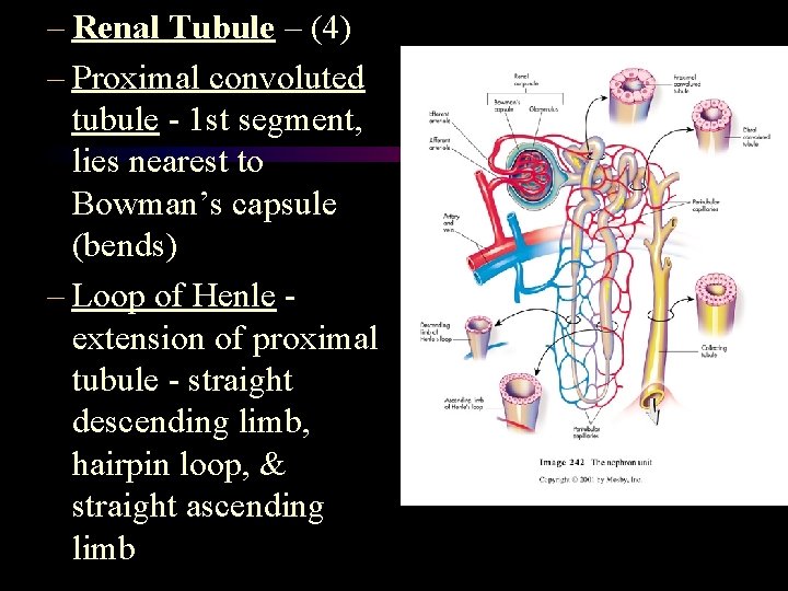 – Renal Tubule – (4) – Proximal convoluted tubule - 1 st segment, lies – Renal Tubule – (4) – Proximal convoluted tubule - 1 st segment, lies