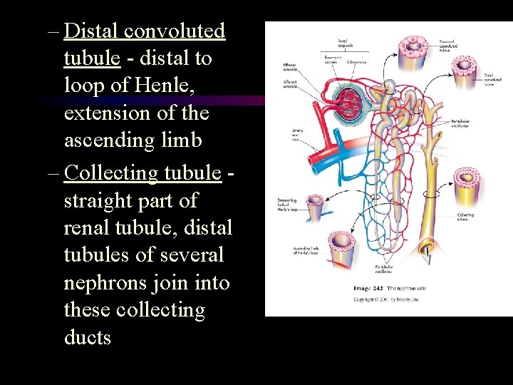 – Distal convoluted tubule - distal to loop of Henle, extension of the ascending – Distal convoluted tubule - distal to loop of Henle, extension of the ascending