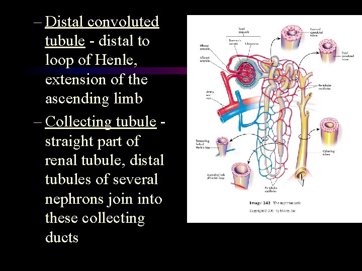 – Distal convoluted tubule - distal to loop of Henle, extension of the ascending