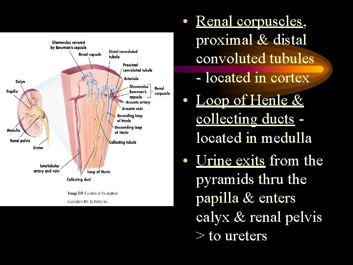  • Renal corpuscles, proximal & distal convoluted tubules - located in cortex •