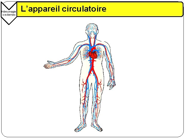 Hémorragie s externes L’appareil circulatoire 