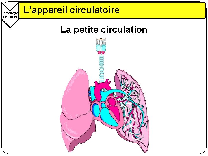 Hémorragie s externes L’appareil circulatoire La petite circulation 