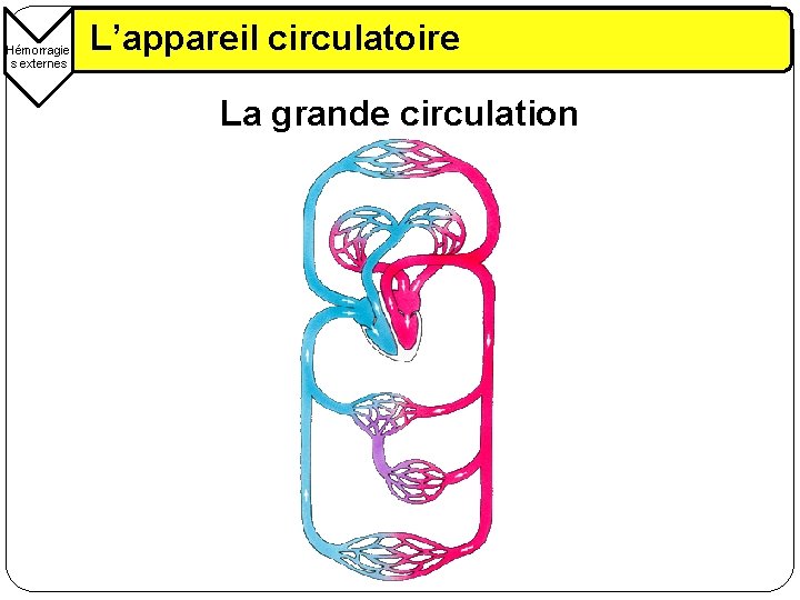 Hémorragie s externes L’appareil circulatoire La grande circulation 