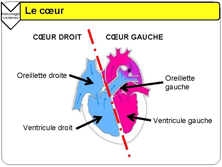 Hémorragie s externes Le cœur CŒUR DROIT Oreillette droite Ventricule droit CŒUR GAUCHE Oreillette