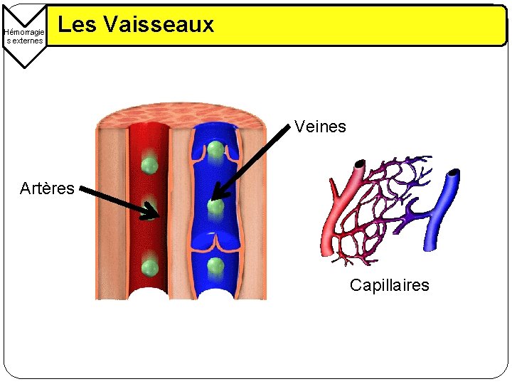 Hémorragie s externes Les Vaisseaux Veines Artères Capillaires 