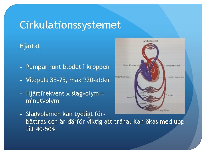 Cirkulationssystemet Hjärtat - Pumpar runt blodet i kroppen - Vilopuls 35 -75, max 220