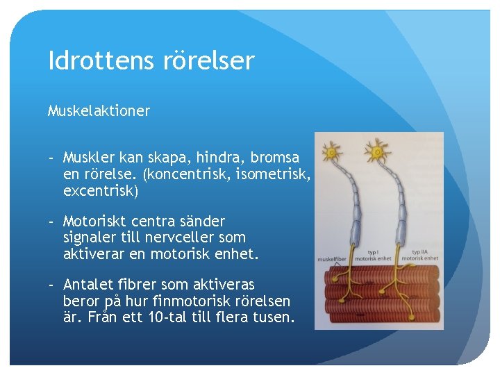 Idrottens rörelser Muskelaktioner - Muskler kan skapa, hindra, bromsa en rörelse. (koncentrisk, isometrisk, excentrisk)