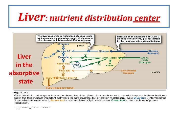 Liver: nutrient distribution center Liver in the absorptive state Liver: nutrient distribution center Liver in the absorptive state