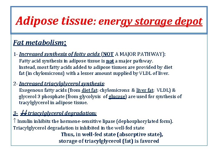 Adipose tissue: energy storage depot Fat metabolism: 1 - Increased synthesis of fatty acids Adipose tissue: energy storage depot Fat metabolism: 1 - Increased synthesis of fatty acids