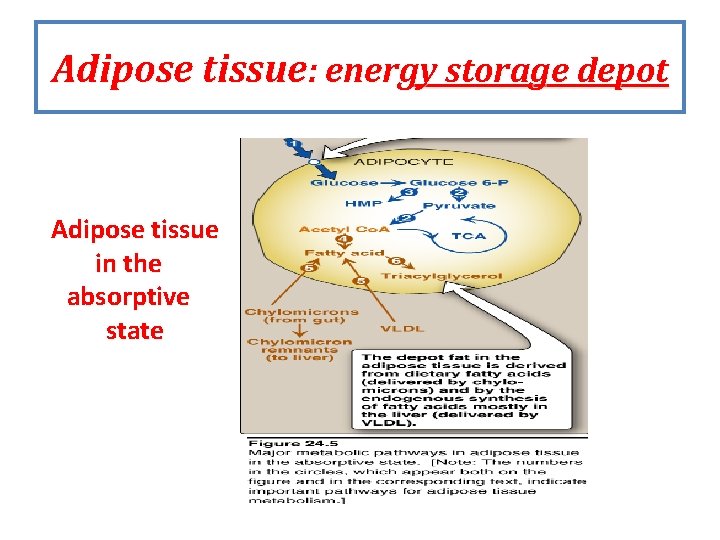 Adipose tissue: energy storage depot Adipose tissue in the absorptive state Adipose tissue: energy storage depot Adipose tissue in the absorptive state