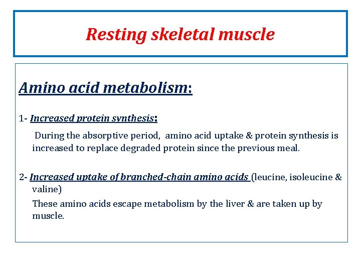 Resting skeletal muscle Amino acid metabolism: 1 - Increased protein synthesis: During the absorptive Resting skeletal muscle Amino acid metabolism: 1 - Increased protein synthesis: During the absorptive