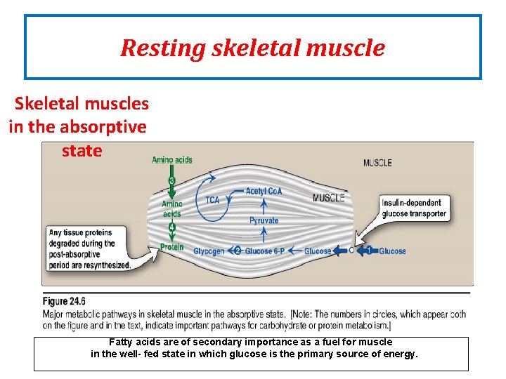 Resting skeletal muscle Skeletal muscles in the absorptive state Fatty acids are of secondary Resting skeletal muscle Skeletal muscles in the absorptive state Fatty acids are of secondary