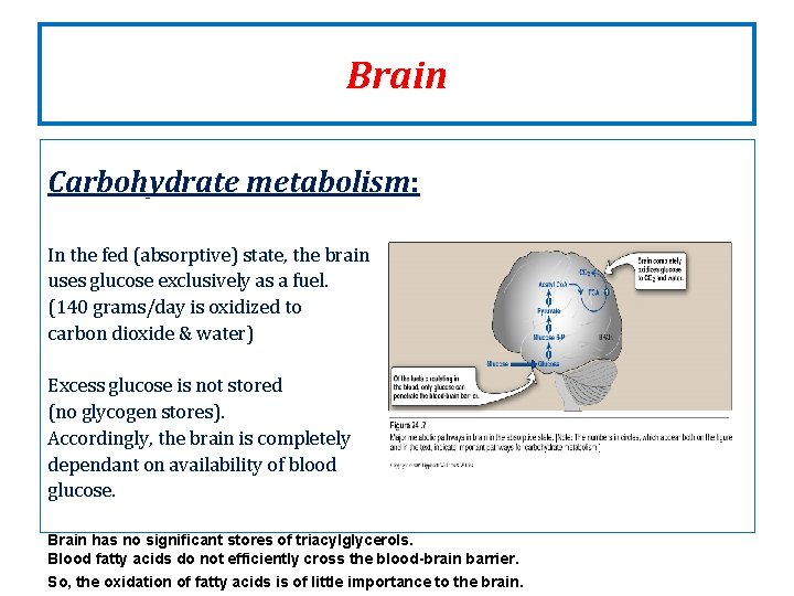 Brain Carbohydrate metabolism: In the fed (absorptive) state, the brain uses glucose exclusively as Brain Carbohydrate metabolism: In the fed (absorptive) state, the brain uses glucose exclusively as