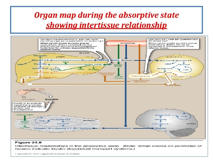 Organ map during the absorptive state showing intertissue relationship Organ map during the absorptive state showing intertissue relationship