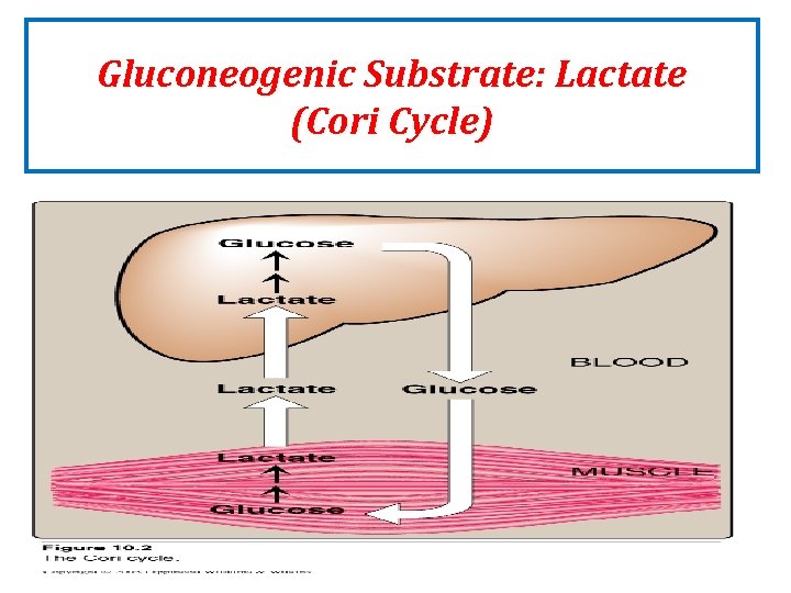 Gluconeogenic Substrate: Lactate (Cori Cycle) Gluconeogenic Substrate: Lactate (Cori Cycle)