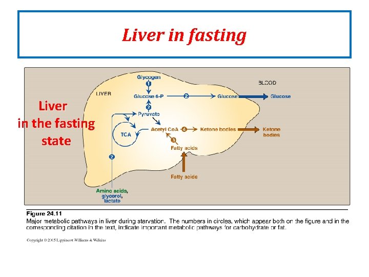 Liver in fasting Liver in the fasting state Liver in fasting Liver in the fasting state