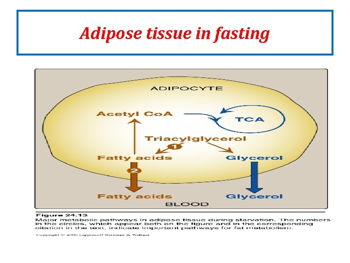 Adipose tissue in fasting Adipose tissue in fasting