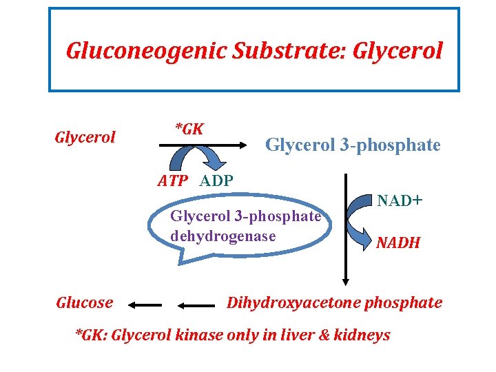 Gluconeogenic Substrate: Glycerol *GK Glycerol 3 -phosphate ATP ADP Glycerol 3 -phosphate dehydrogenase Glucose Gluconeogenic Substrate: Glycerol *GK Glycerol 3 -phosphate ATP ADP Glycerol 3 -phosphate dehydrogenase Glucose