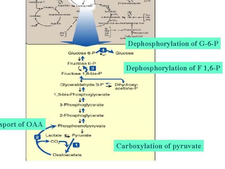 Dephosphorylation of G-6 -P Dephosphorylation of F 1, 6 -P sport of OAA Carboxylation Dephosphorylation of G-6 -P Dephosphorylation of F 1, 6 -P sport of OAA Carboxylation