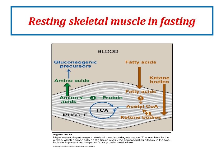 Resting skeletal muscle in fasting Resting skeletal muscle in fasting