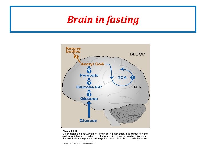 Brain in fasting Brain in fasting