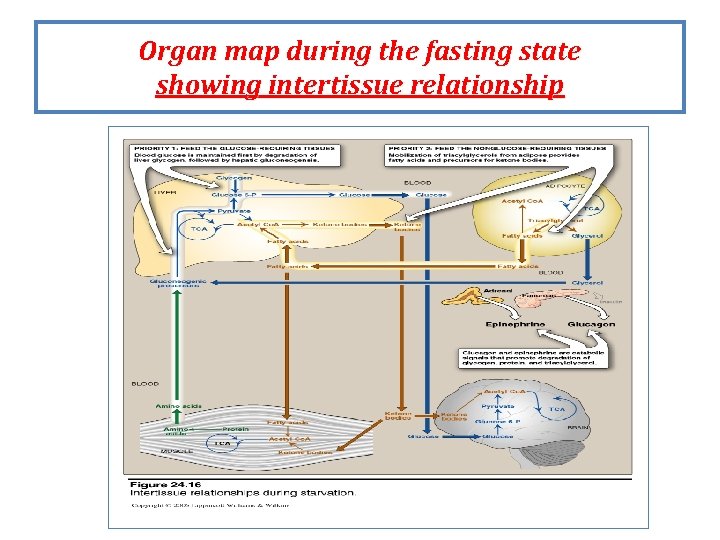 Organ map during the fasting state showing intertissue relationship Organ map during the fasting state showing intertissue relationship