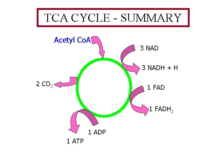 TCA CYCLE - SUMMARY Acetyl Co. A 3 NADH + H 2 CO 2 TCA CYCLE - SUMMARY Acetyl Co. A 3 NADH + H 2 CO 2