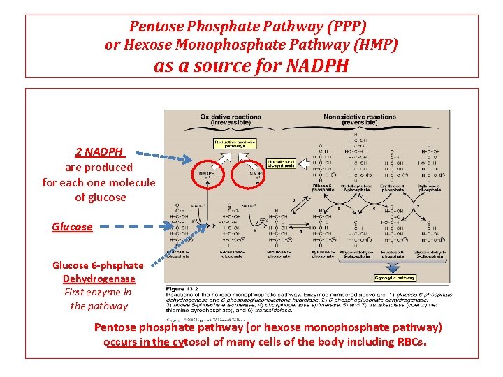 Pentose Phosphate Pathway (PPP) or Hexose Monophosphate Pathway (HMP) as a source for NADPH Pentose Phosphate Pathway (PPP) or Hexose Monophosphate Pathway (HMP) as a source for NADPH