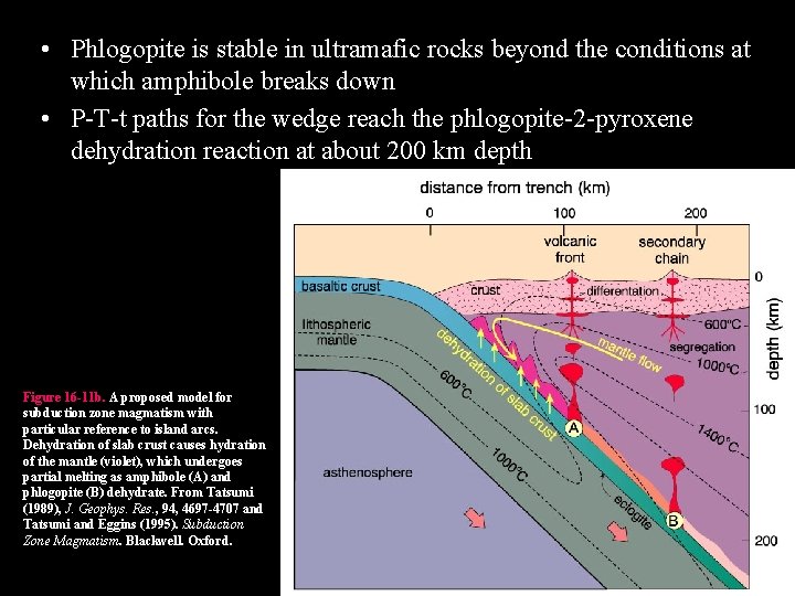 • Phlogopite is stable in ultramafic rocks beyond the conditions at which amphibole • Phlogopite is stable in ultramafic rocks beyond the conditions at which amphibole