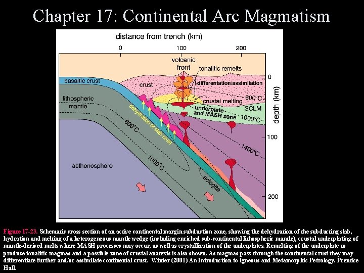 Chapter 17: Continental Arc Magmatism Figure 17 -23. Schematic cross section of an active Chapter 17: Continental Arc Magmatism Figure 17 -23. Schematic cross section of an active