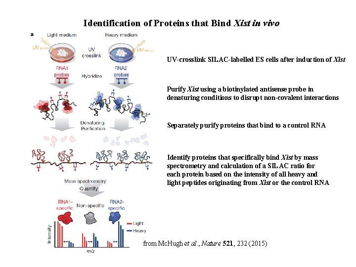 Identification of Proteins that Bind Xist in vivo UV-crosslink SILAC-labelled ES cells after induction