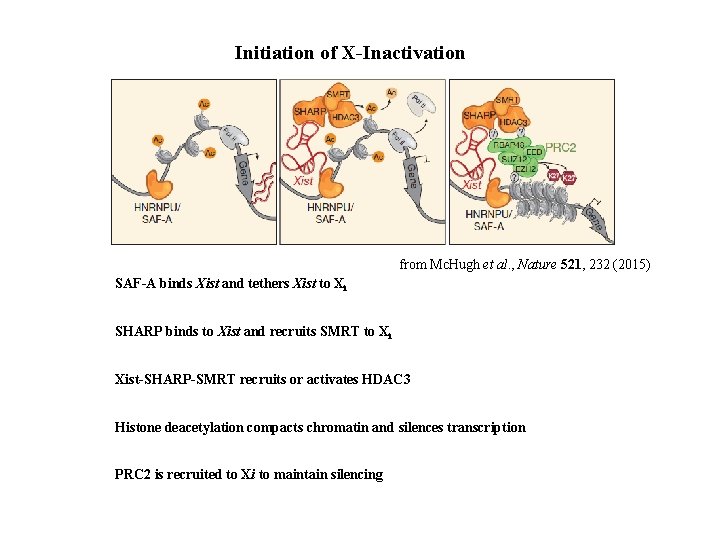 Initiation of X-Inactivation from Mc. Hugh et al. , Nature 521, 232 (2015) SAF-A