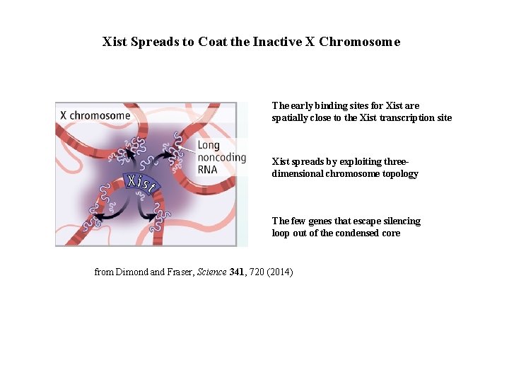 Xist Spreads to Coat the Inactive X Chromosome The early binding sites for Xist