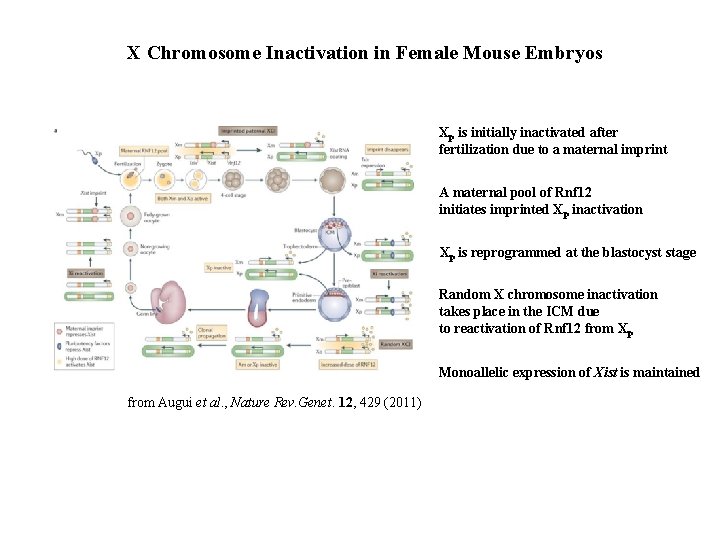 X Chromosome Inactivation in Female Mouse Embryos Xp is initially inactivated after fertilization due