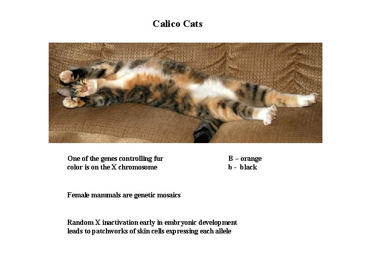 Calico Cats One of the genes controlling fur color is on the X chromosome