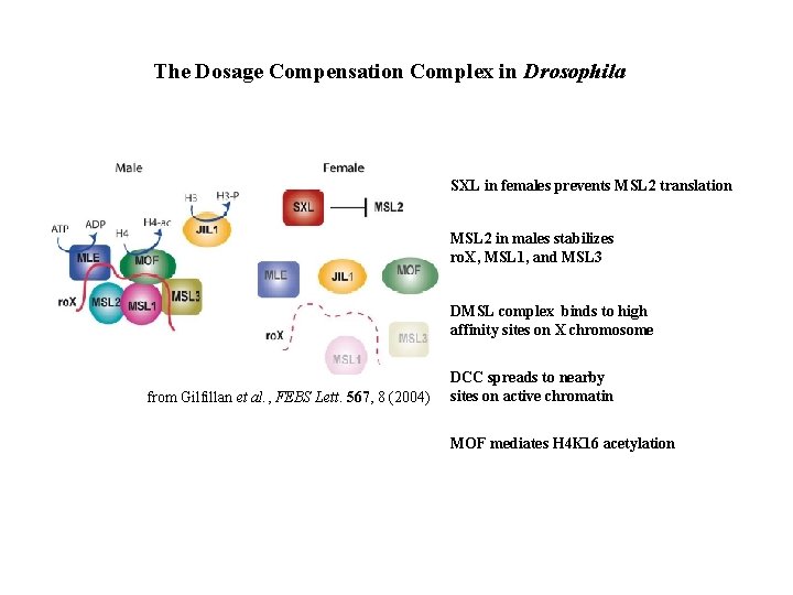 The Dosage Compensation Complex in Drosophila SXL in females prevents MSL 2 translation MSL