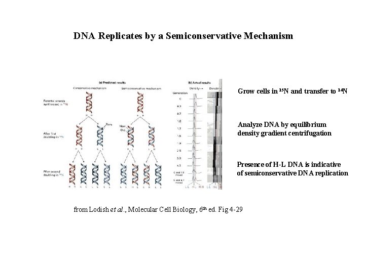 DNA Replicates by a Semiconservative Mechanism Grow cells in 15 N and transfer to