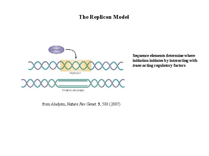 The Replicon Model Sequence elements determine where initiation initiates by interacting with trans-acting regulatory