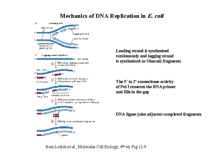 Mechanics of DNA Replication in E. coli Leading strand is synthesized continuously and lagging