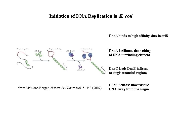 Initiation of DNA Replication in E. coli Dna. A binds to high affinity sites