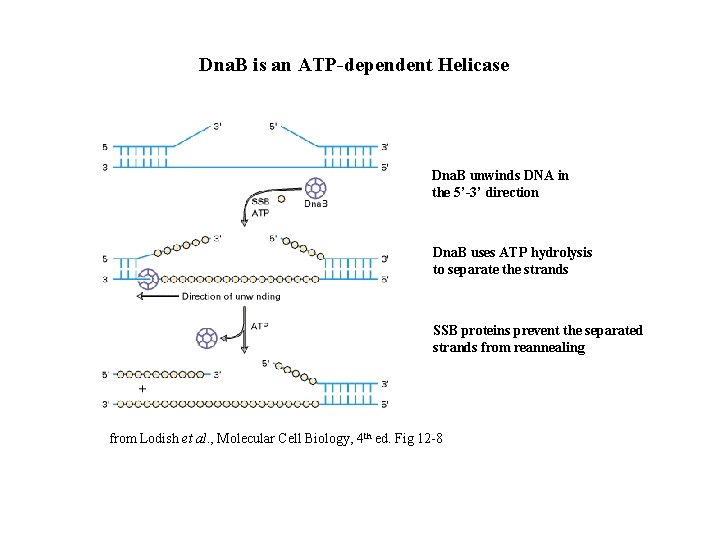 Dna. B is an ATP-dependent Helicase Dna. B unwinds DNA in the 5’-3’ direction