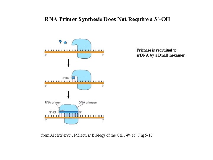 RNA Primer Synthesis Does Not Require a 3’-OH Primase is recruited to ss. DNA