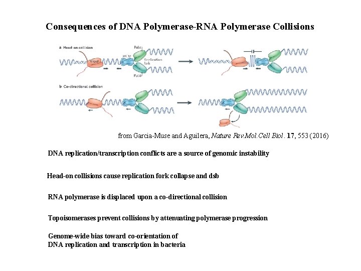 Consequences of DNA Polymerase-RNA Polymerase Collisions from Garcia-Muse and Aguilera, Nature Rev. Mol. Cell