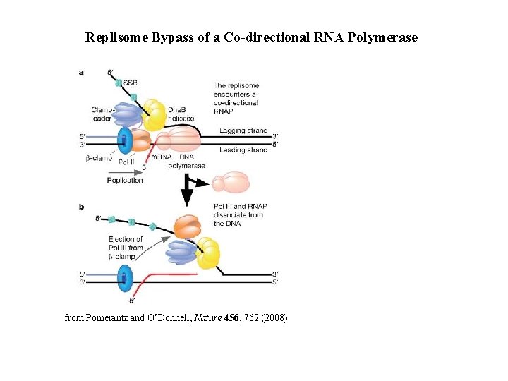 Replisome Bypass of a Co-directional RNA Polymerase from Pomerantz and O’Donnell, Nature 456, 762