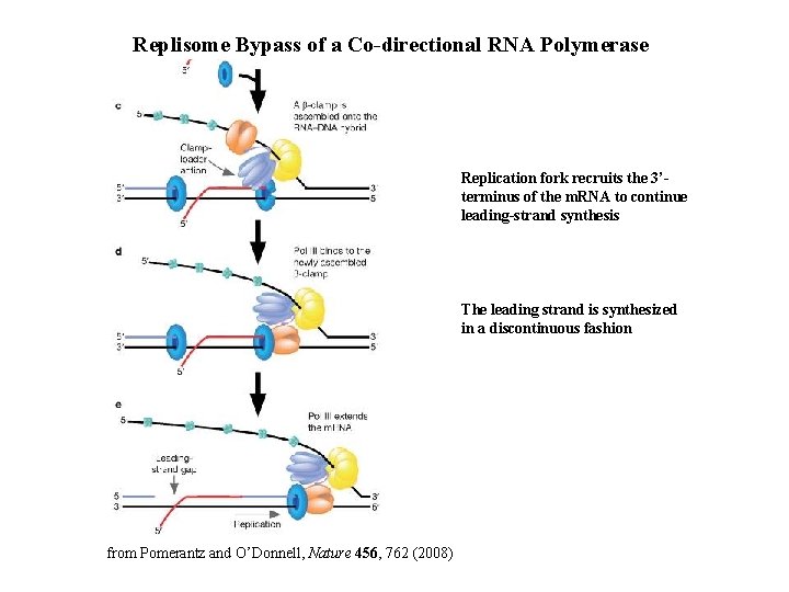 Replisome Bypass of a Co-directional RNA Polymerase Replication fork recruits the 3’terminus of the