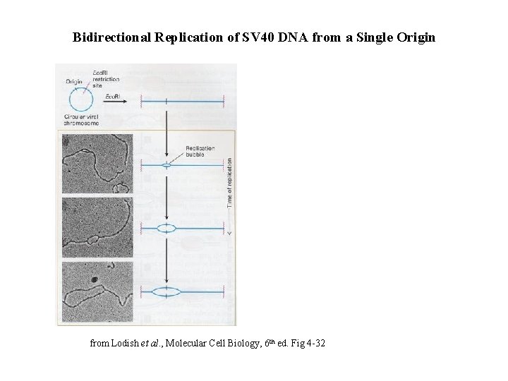 Bidirectional Replication of SV 40 DNA from a Single Origin from Lodish et al.