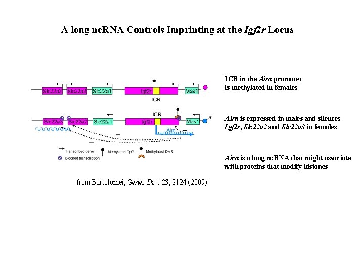 A long nc. RNA Controls Imprinting at the Igf 2 r Locus ICR in