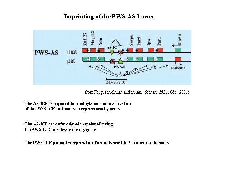 Imprinting of the PWS-AS Locus from Ferguson-Smith and Surani, Science 293, 1086 (2001) The